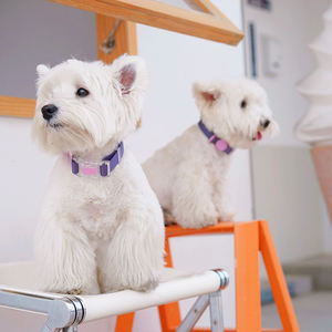 <span class=keywords><strong>Collar</strong></span> impermeable para perro mascota de tamaño pequeño, material de silicona, nuevo estilo, proveedor de mascotas - Product Image 4