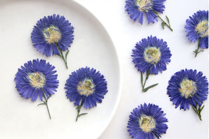 12 unids/pack New York <span class=keywords><strong>Aster</strong></span>/Michaelmas Daisy con tallo flor prensada para marco caja del teléfono vela arte <span class=keywords><strong>de</strong></span> resina - Product Image 6