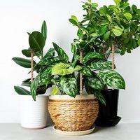 Piquets de plantation en cuivre électrolytique de 17 pouces, piquets de plantation de légumes, piquet de mousse durable