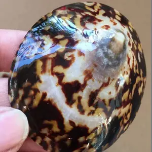 Cellana Limpet Shells Natural Sea Snail Shell Glazed Style