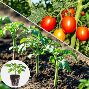 Pods hydroponiques carrés, bouchons de semis, éponges de croissance rapide pour les racines, cubes de remplacement pour les graines de légumes - Product Image 6