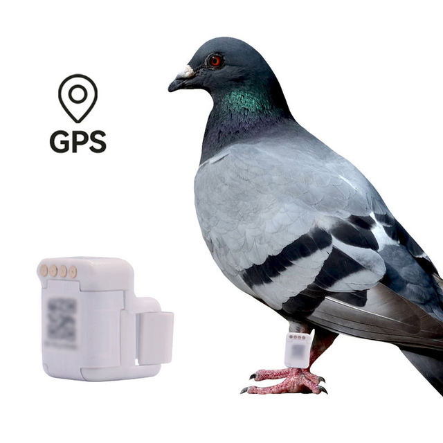GPS Pigeon Tracker, Real-Time Positioning Bird Flight Tracking Leg Band, GPS Pigeon Ring