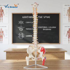 Modèle médical flexible en PVC de colonne vertébrale avec têtes d'ischio-jambiers et insertions musculaires - Product Image 4