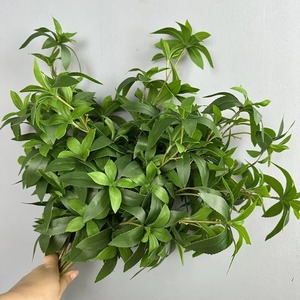Plante d'Andromède japonaise artificielle au toucher réel personnalisé Latex 70cm 6 branches tige <span class=keywords><strong>Japonica</strong></span> pour décorations de mariage à la maison - Product Image 5