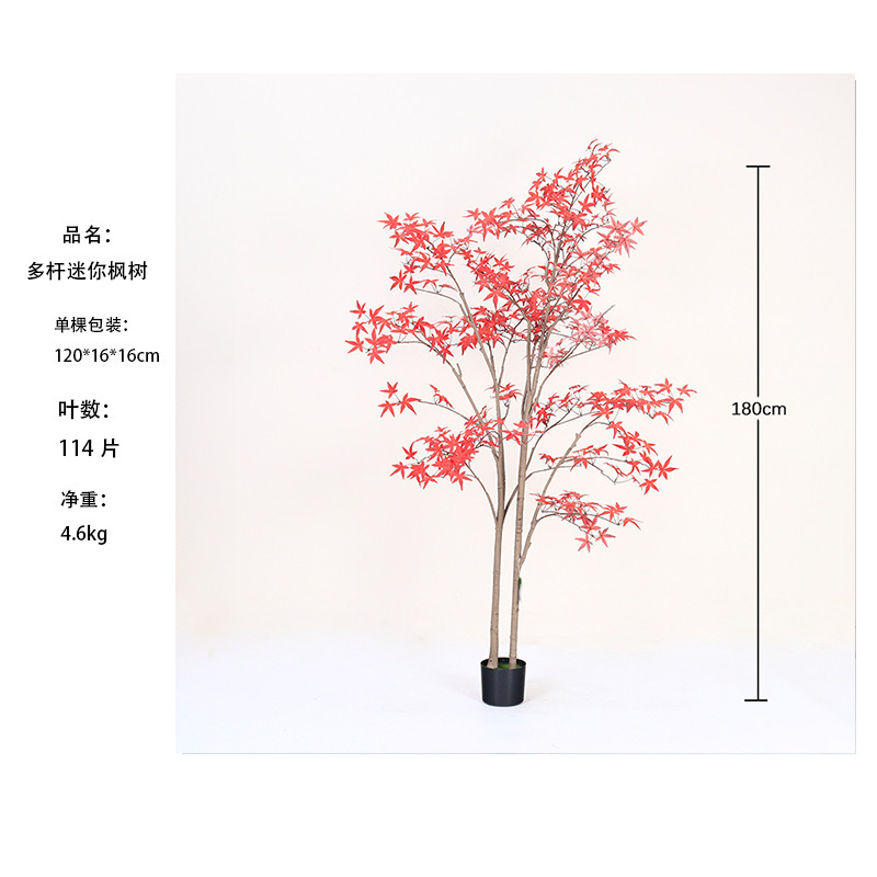 [Meilleure Vente] Mini Arbre d'Érable Rouge Multi-Tiges 180cm