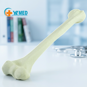 Modelo de Húmero, Modelos Educativos, Modelo de Hueso de Tibia y Fíbula Humana para Aprendizaje y Entrenamiento Médico, Huesos Sintéticos - <span class=keywords><strong>Esqueleto</strong></span> - Product Image 1