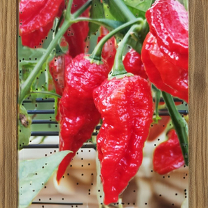 Chiles Ghost Pepper en Hojuelas de Origen Indio, los Chiles Capsicum Chinense Más Picantes del Mundo, que Ofrecen un Calor Extremo para los Amantes de la Comida Picante - Product Image 3