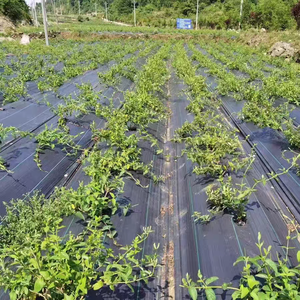 Tissu géotextile en tissu tissé PP pour arrêter la croissance de l'herbe <span class=keywords><strong>barrière</strong></span> contre les mauvaises herbes et tissu de contrôle des mauvaises herbes couverture de sol de jardin tapis anti-UV contre les mauvaises herbes - Product Image 3