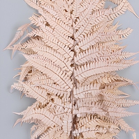 10 pièces/bouquet véritable plante naturelle séchée conservée fougères fougères éternelle douce pôle fleur feuilles préservées grande feuille de fougère
