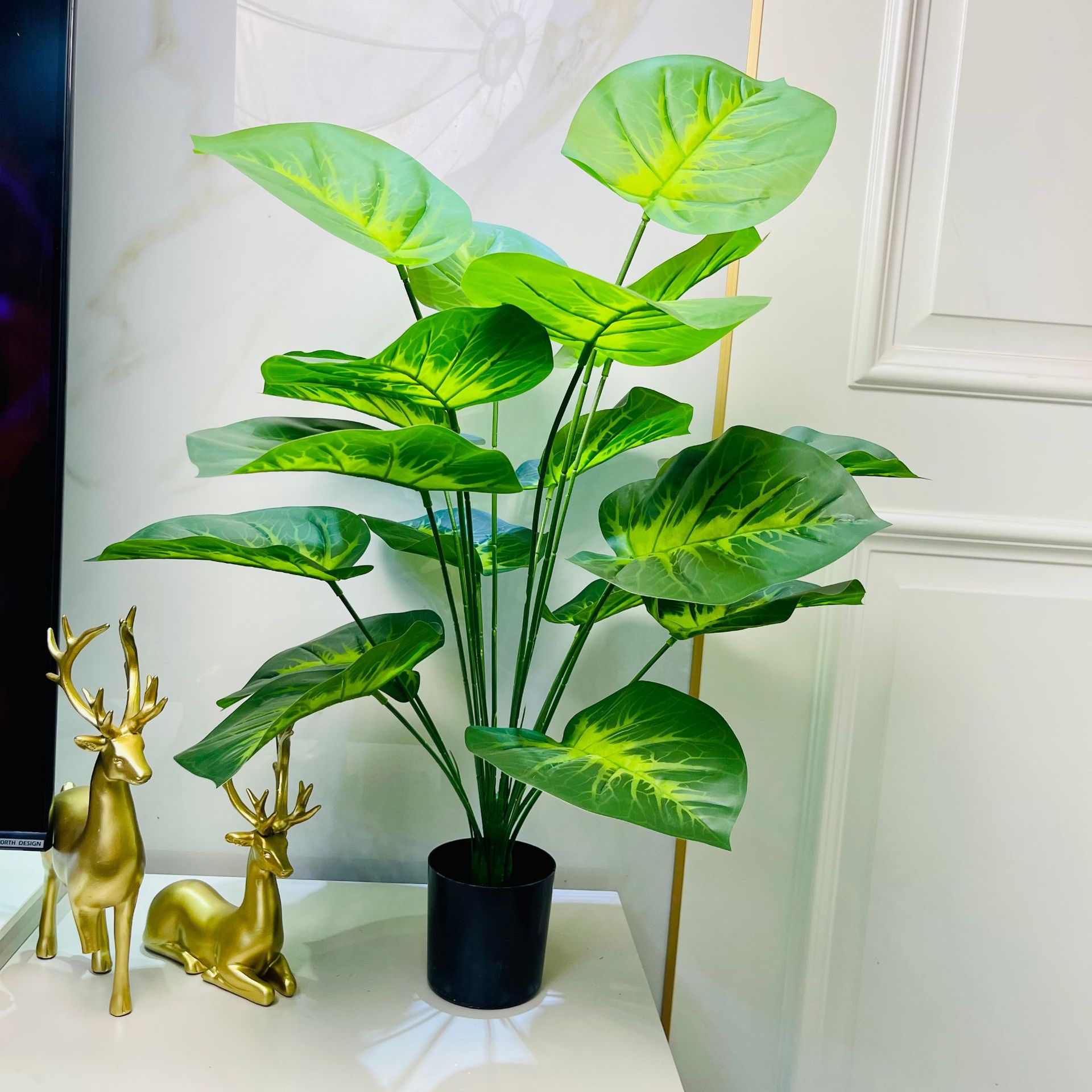 Cœur vert Goutte de rosée Alocasia Verdure