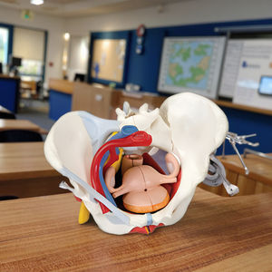 نموذج تشريحي طبي لعضلات قاع الحوض الأنثوية من دارهمي، يضم 6 أجزاء طبيعية كبيرة تشمل الأعضاء والأوعية الدموية والأعصاب - Product Image 2