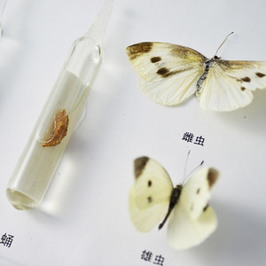 Especímenes de Historia Vida del Mariposa Blanca del Repollo, Equipo Didáctico, Suministro Directo de Fábrica, Especímenes de Insectos, Para Niños - Product Image 2