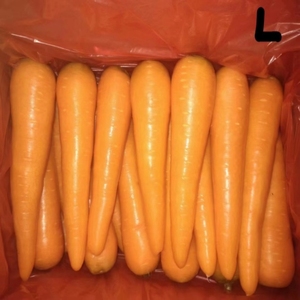 Tươi Cà Rốt Bán Buôn New Cà Rốt Crop Cao Cấp Lớp Chất Lượng Cà Rốt Giá Rẻ Giá Tự Nhiên Khỏe Mạnh Rau - Product Image 2