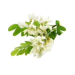 Чистый натуральный высококачественный Sophora Japonica L. Экстракт кверцетина дигидрата 98% HPLC