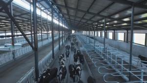 Prefab Steel Structure Cattle Sheds Light Steel Cattle Shed Light Steel Structure Cow House Farm - Product Image 6