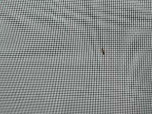 Maille d'écran de fenêtre moderne en acier inoxydable 304 en acier inoxydable 304 avec placage en titane pour la sécurité contre les insectes et les moustiques - Product Image 6