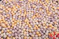 Nouveaux produits explosifs Mini taro à cuisson rapide congelé en Chine avec thé au lait