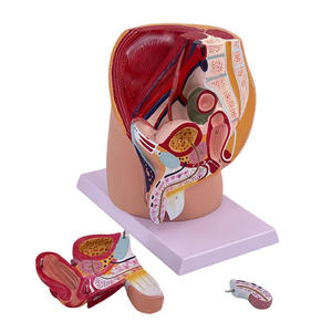 Modelo Anatómico del Sistema Urinario y Reproductor Masculino, Maniquí Humano de PVC Avanzado con Tacto Realista para Ciencias Médicas - Product Image 5