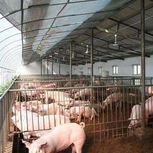 तेजी से स्थापना सुअर घर आधुनिक डिजाइन स्टील संरचना पूर्वनिर्मित फार्म इमारतों के लिए कम कीमत सुअर शेड - Product Image 5