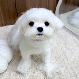 Suéter Clásico de Lana de Lujo para Perro con Estampado Navideño para Otoño, Primavera e Invierno, Abrigos y Chaquetas de Moda - Product Image 3