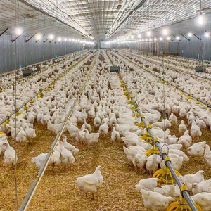 Bâtiment moderne en acier léger pour poulailler à usage industriel et commercial, abri de voiture avec panneaux sandwich - Product Image 5