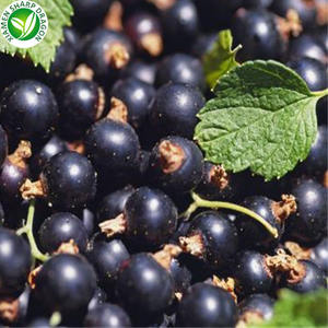 IQFオーガニックフリーズ乾燥ブラックベリーフレッシュで無糖バルク卸売り - Product Image 5