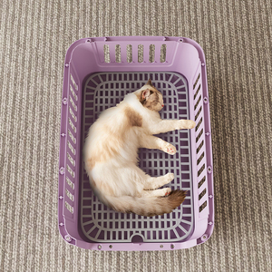 Cage de <span class=keywords><strong>transport</strong></span> pour animaux de compagnie en plastique PP écologique fabriquée en usine, 44x31x27cm, utilisation en <span class=keywords><strong>voiture</strong></span>, multi-usages, durable, boîte de <span class=keywords><strong>transport</strong></span> pour <span class=keywords><strong>chat</strong></span> et chien avec aérations - Product Image 5