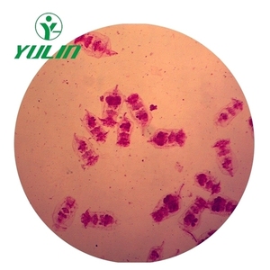 Vetrini per microscopio preparati per parassitologia rara verniciati professionali vetrini didattici di vendita calda in set di diapositive per biologia universitaria - Product Image 6
