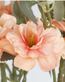 แชมเปญเข้ม