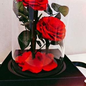 חיה ורדים משומר נצחי 3 פרחים סיטונאי ורד נצחי מתנה ליום של ולנטיין זכוכית - Product Image 6