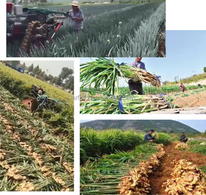 Cosechadora de Maíz de Diseño Nuevo y Personalizado, Cosechadora de Maíz Dulce con Excelente Precio - Product Image 5