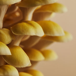 OEM ODM Variedad Home Mushroom Grow Kits Golden Oyster Mushroom Grow Kit <span class=keywords><strong>Bix</strong></span> - Product Image 2