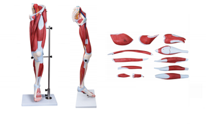 Modelo Anatómico <span class=keywords><strong>de</strong></span> Músculos <span class=keywords><strong>de</strong></span> <span class=keywords><strong>la</strong></span> <span class=keywords><strong>Pierna</strong></span> Humana, 13 <span class=keywords><strong>Partes</strong></span>, Tamaño Real, para Estudio Médico - Product Image 2