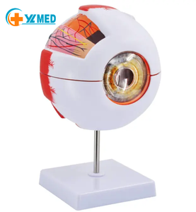 6X Vergroot Menselijk Oog Anatomisch <span class=keywords><strong>Model</strong></span> Voor Wetenschap Onderwijs Studenten Studie Display Medische Onderwijs - Product Image 1