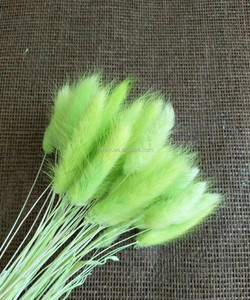 Vente <span class=keywords><strong>en</strong></span> gros de la plante la plus tendance : Uraria Picta Lagurus Ovatus (queue de lapin) séchée naturellement <span class=keywords><strong>pour</strong></span> la remise des diplômes, la fête des pères et la fête des mères - Product Image 6