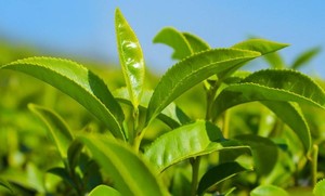 Cây Trà Tinh Dầu Tự Nhiên Nguyên Chất Bán Chạy - Product Image 3