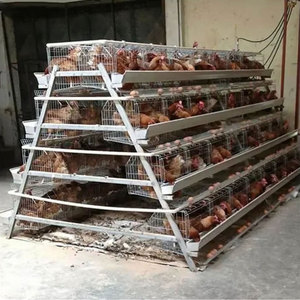 Poulailler industriel automatique économique de grande capacité pour poules pondeuses - Product Image 1
