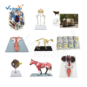 Modelo de Oído Canino de Doble Cara, Modelo Anatómico 3D, Modelo Médico Canino, Modelo de Enseñanza Humana - Product Image 4