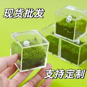 Desktop moss miniature landscape, office worker's ox and horse creative green plant ornament, DIY gift, graduation season gift - Product Image 4