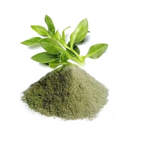 Extracto de Andrographis en Polvo Herbal Natural para Suplementos de Apoyo Inmunológico, Cuidado de la Piel y Productos Ayurvédicos - Product Image 3