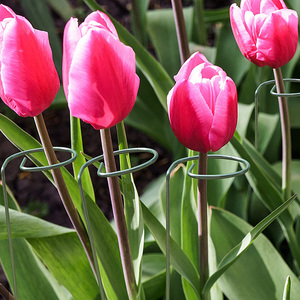 Dropshipping 60cm Single Stem Plant Stakes Stainless Steel <strong>Flower</strong> <strong>Support</strong> Rings for Amaryllis Orchid Lily Rose and Tomatoes - Product Image 5
