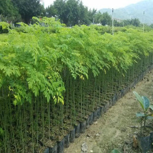 <span class=keywords><strong>Poudre</strong></span> de <span class=keywords><strong>Moringa</strong></span> Hyperanthera Naturelle et <span class=keywords><strong>Poudre</strong></span> de Cassia Fistulosa Certifiées GMP et Casher, Conditionnées sous Vide en Fût, Qualité Alimentaire, Marque Xin Sheng - Product Image 5