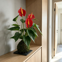Vente en gros : Anthurium artificiel rouge à toucher réel, Kokedama, boule de mousse, bonsaï, fausse plaque d'anthurium pour la décoration de la maison, du bureau et du bureau de travail