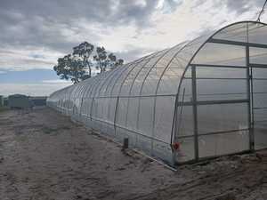 A basso Costo di Plastica Film di Serra Idroponica Pomodoro Serra - Product Image 5