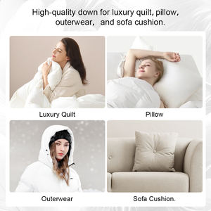 Offre Spéciale US Standard 80% duvet d'<span class=keywords><strong>oie</strong></span> gris lavé chaud et léger haute puissance <span class=keywords><strong>de</strong></span> remplissage plume d'<span class=keywords><strong>oie</strong></span> propre et douce et remplissage en duvet - Product Image 5