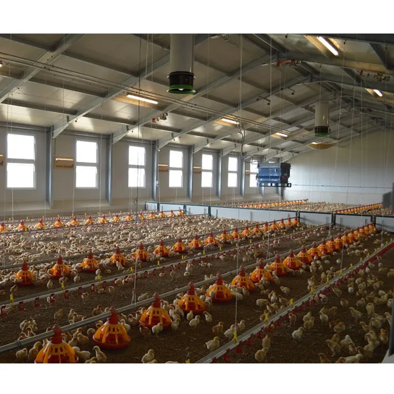 بيت دجاج للبيع / منزل دواجن لـ 10000 دجاجة