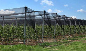 <span class=keywords><strong>Filet</strong></span> anti-grêle en HDPE vierge 100% stabilisé aux UV, 4mmx7mm, robuste, protection contre les oiseaux et les abeilles pour vergers de cerises et agriculture - Product Image 5