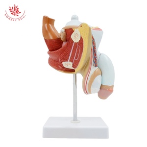Modelo de Anatomía de la próstata, 4 piezas, tamaño real, órganos reproductivos masculinos, modelo anatómico, enseñanza de ciencias médicas - Product Image 6