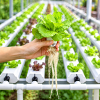 Système hydroponique à film nutritif horizontal, canal NFT en PVC à pose plate pour l'agriculture en grande serre