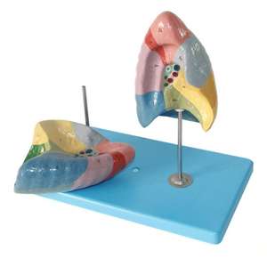 Modelo de Enseñanza Médica, Modelo Anatómico de Segmentos Pulmonares Humanos para Educación en Respiración y Pulmonología - Product Image 2